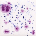 Sivellinlasite CG 1011 Frosted Berries