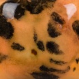Sivellinlasite CG -1013 PAPAYA